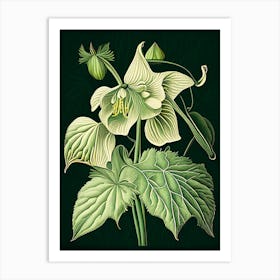 Mayapple Wildflower Vintage Botanical 1 Art Print