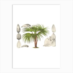 Palm Tree 1 Art Print