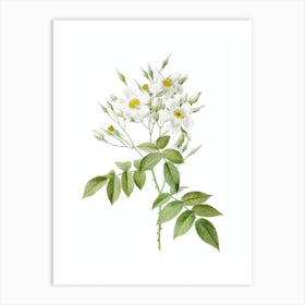 Vintage Musk Rose Botanical Illustration on Pure White n.0376 Art Print
