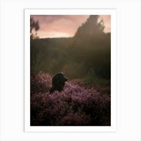 Cocker Spaniel Puppy In A Heather Field- Scotland Highland UK dog photo print - moody animal photography Art Print