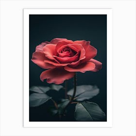 Rose On Black Background 14 Art Print