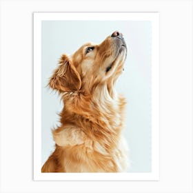 Golden Retriever Dog Looking Up.Generated AI. Art Print Art Print