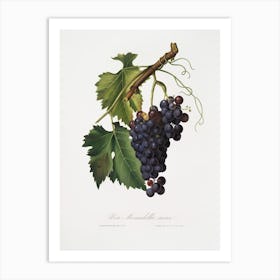 Black Grape (Vitis Vinifera) From Pomona Italiana (1817 - 1839), Giorgio Gallesio Art Print