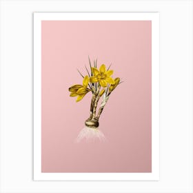 Vintage Crocus Luteus Botanical on Soft Pink n.0591 Art Print