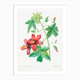 Lavatera Phonica, Pierre Joseph Redouté Art Print