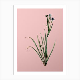 Vintage Bermudiana Botanical on Soft Pink n.0836 Art Print