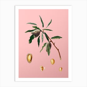Vintage Almond Botanical on Soft Pink Art Print