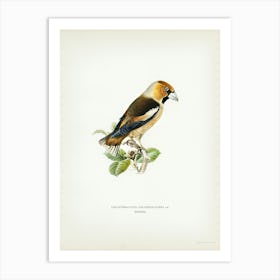 Hawfinch, The Von Wright Brothers Art Print