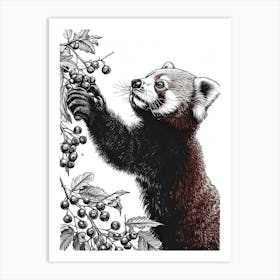 Red Panda Standing And Reaching For Berries Ink Illustration 4 Art Print