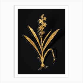 Vintage Wachendorfia Thyrsiflora Botanical in Gold on Black n.0389 Art Print