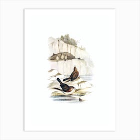 Vintage Rock Warbler Bird Illustration on Pure White Art Print