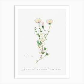 Mesembryanthemum Nodiflorum, Pierre Joseph Redoute Art Print