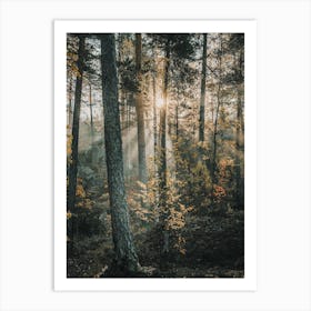 Sun Peeking Through Forest Art Print