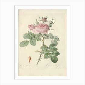 Rose Illustration, Pierre Joseph Redoute (22) Art Print