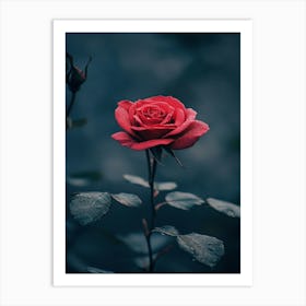 Red Rose 53 Art Print