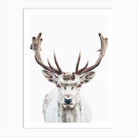 Deer Head Canvas Print Art Print