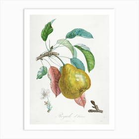 Botanica Fruits Pear Vintage Art Print Art Print