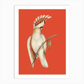 Cockatoo - Orange Art Print