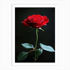 Red Rose 43 Art Print