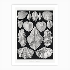 Acephala–Muscheln, Ernst Haeckel Art Print