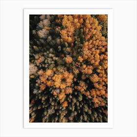 Aerial Autumn Tree Tops Art Print