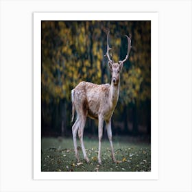 Deer In The Forest Art Print