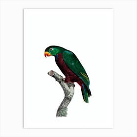 Vintage Red Billed Parrot Bird Illustration on Pure White Art Print
