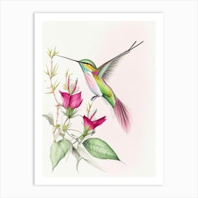 Broad Tailed Hummingbird Quentin Blake Illustration Art Print