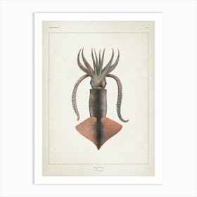 Vintage Vérany 2 Loligo Todarus Art Print