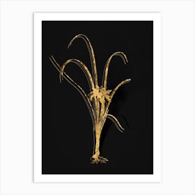 Vintage Grass Leaved Iris Botanical in Gold on Black n.0161 Art Print