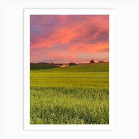 Sunset Over A Canola Field Art Print