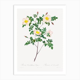 Rosa Candolleana Elegans, Pierre Joseph Redouté Art Print