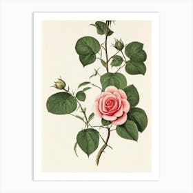 Rose Vintage Botanical Flower Art Print
