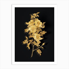 Vintage Thornless Burnet Rose Botanical in Gold on Black n.0612 Art Print