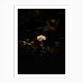 Flower In The Dark 28 Art Print