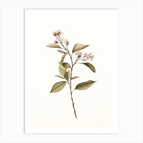 Cinnamon Vintage Botanical Herbs 2 Art Print