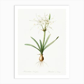 Streambank Spiderlily, Pierre Joseph Redoute Art Print