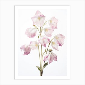 Pressed Wildflower Botanical Art Twinflower 2 Art Print