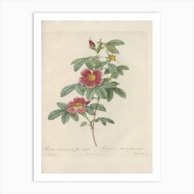 Rose Illustration, Pierre Joseph Redoute, Pierre Joseph Redoute(142) Art Print