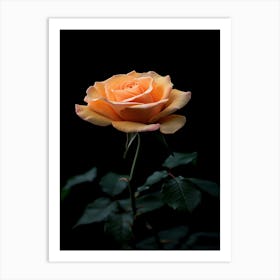 Orange Rose On Black Background 18 Art Print