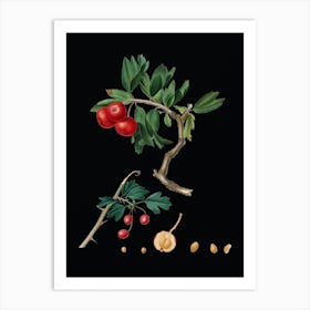 Vintage Red Thorn Apple Botanical Illustration on Solid Black n.0688 Art Print