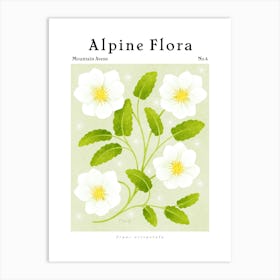 Alpine Flora Mountain Avens Art Print