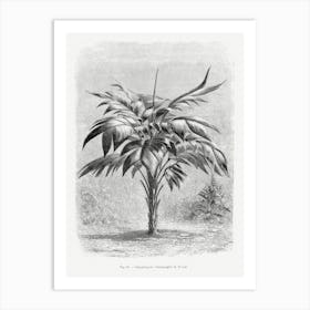 Vintage Palm Tree Art Print _2643191 Art Print