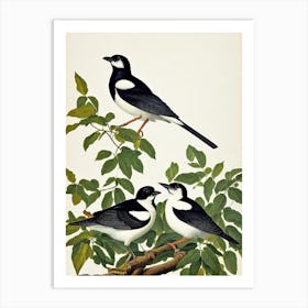 Magpie James Audubon Vintage Style Bird Art Print