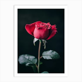 Red Rose 45 Art Print