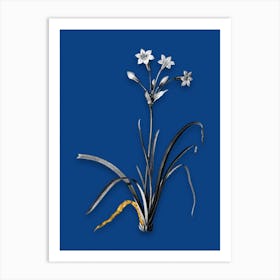Vintage Crytanthus Vittatus Black and White Gold Leaf Floral Art on Midnight Blue n.0114 Art Print