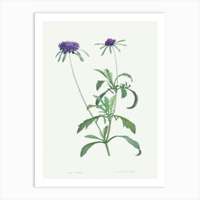 Allium Atropurpureum, Pierre Joseph Redoute Art Print