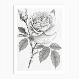 Roses Sketch 46 Art Print