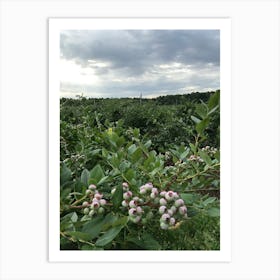 Blueberry Field Art Print