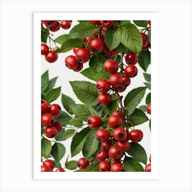 Red Berries On A Branch Art Print